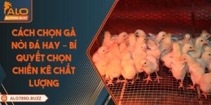 cach-chon-ga-noi-da-hay
