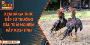 xem-da-ga-truc-tiep-tu-truong-dau